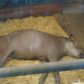 Year 2’s trip to Twycross Zoo