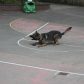 Year 3 visited by police dog handler