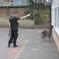 Year 3 visited by police dog handler