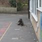 Year 3 visited by police dog handler
