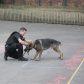 Year 3 visited by police dog handler