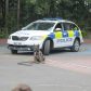 Year 3 visited by police dog handler