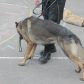 Year 3 visited by police dog handler