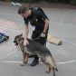 Year 3 visited by police dog handler