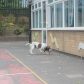 Year 3 visited by police dog handler