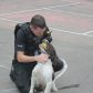 Year 3 visited by police dog handler