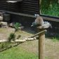 Year 2’s Twycross Zoo trip